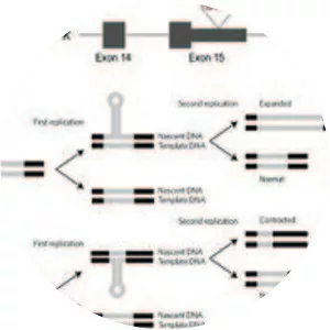 Myotonin-protein kinase - 