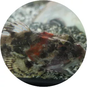 Myoxocephalus aenaeus - 