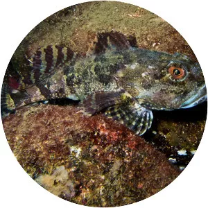 Myoxocephalus scorpius