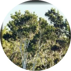 Myrceugenia colchaguensis - 