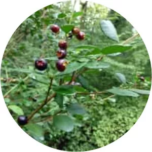 Myrceugenia exsucca - 