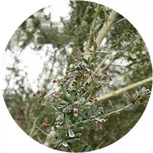 Myrceugenia leptospermoides