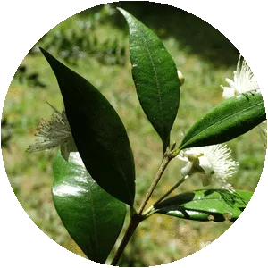 Myrceugenia planipes