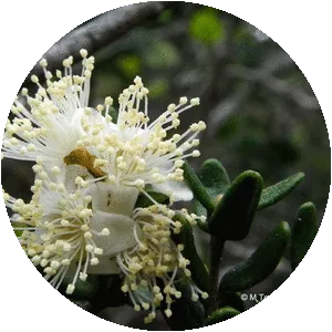 Myrceugenia rufa