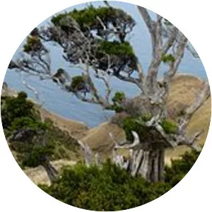 Myrceugenia schulzei