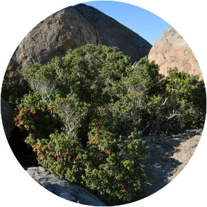 Myrcianthes coquimbensis