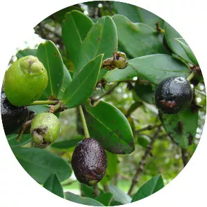 Myrcianthes rhopaloides