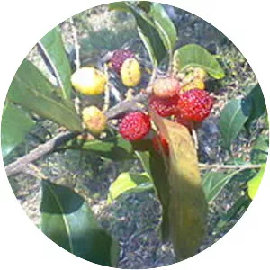 Myrica esculenta - 