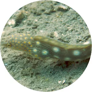 Myrichthys breviceps