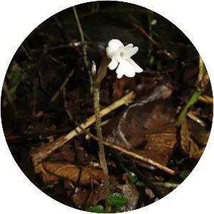 Myrmechis japonica - 