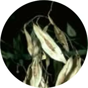 Myrocarpus frondosus