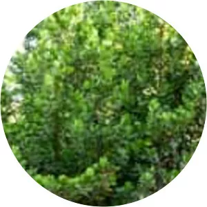 Myrsine guianensis - 