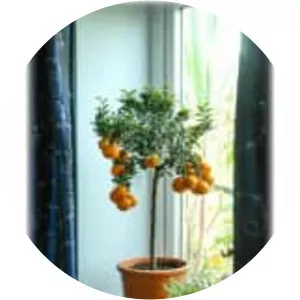 Myrtle-leaved orange tree