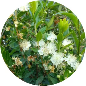 Myrtus communis