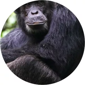 Myths of the CongoSince 2014