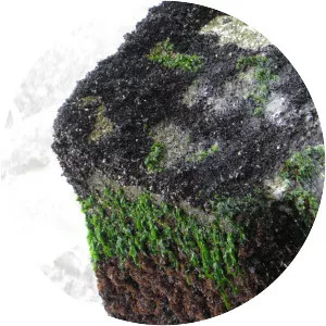 Mytilus edulis platensis