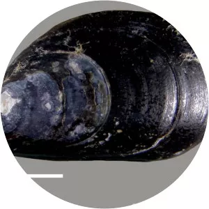 Mytilus trossulus