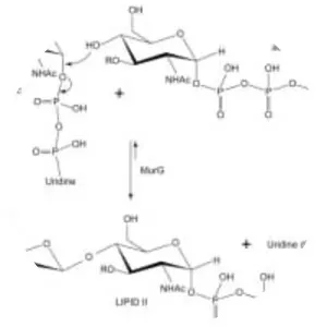 N-Acetylglucosamine - 