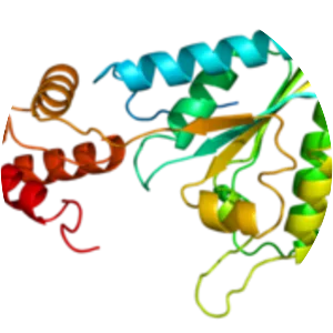 N-ethylmaleimide sensitive fusion protein - 