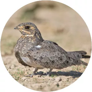 Nacunda nighthawk - Bird