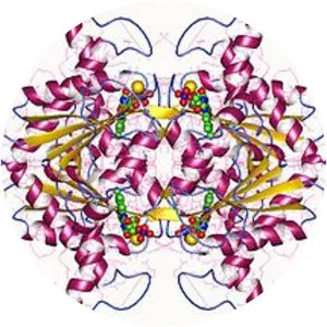 NAD(P)H dehydrogenase (quinone)