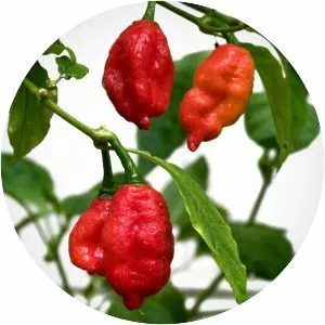 Naga Morich - Plants