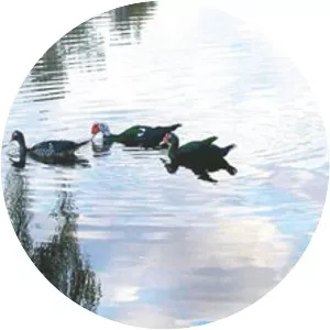 Nagnath Lalujirao Kottapalle - Writer