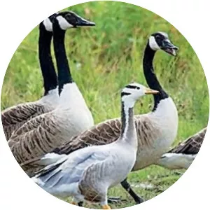 Najafgarh drain bird sanctuary - 
