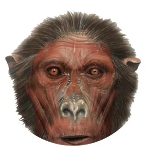 Nakalipithecusnakayamai - Primate