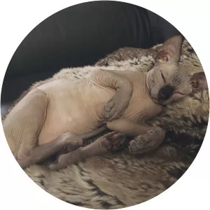 Naked Koala - Musical artist