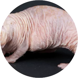 Naked mole-rat - Rodent