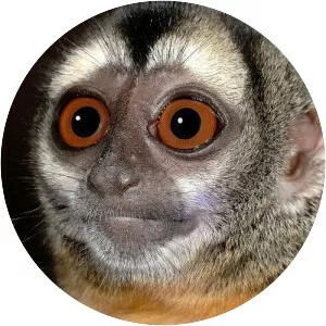 Nancy Ma's night monkey - Plants