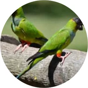 Nanday parakeet