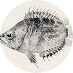 Nandidae