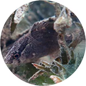 Nandus nebulosus - 