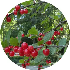Nanking cherry