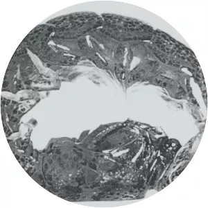 Nannosquilla decemspinosa