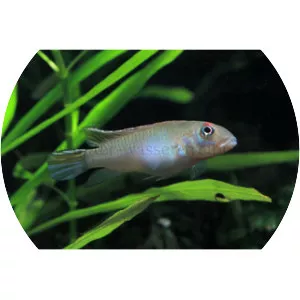 Nanochromis parilus - Fish