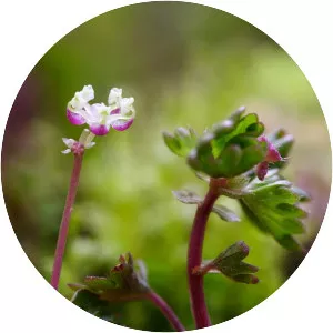 Nanocnide japonica - 