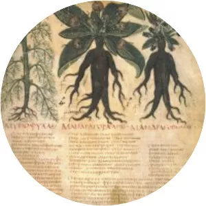 Naples Dioscurides - Book