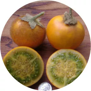 Naranjilla