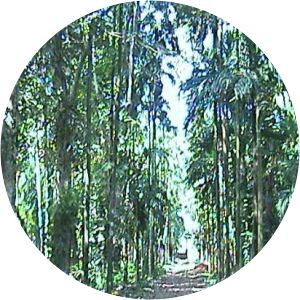 Narasimha vana Sringeri