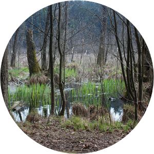 naravni rezervat mali plac naturreservat iški morost - 