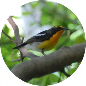 Narcissus flycatcher