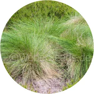 Nardus stricta - Plants