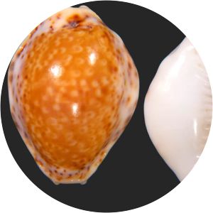 Naria acicularis - Animal