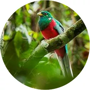Narina trogon