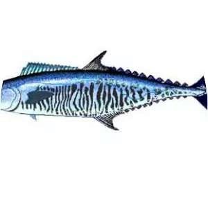 Narrow-barred Spanish mackerel