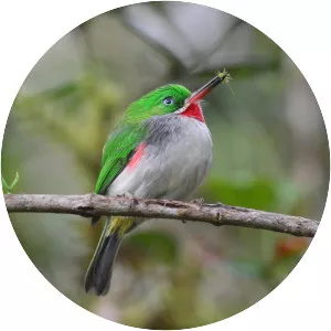 Narrow-billed tody