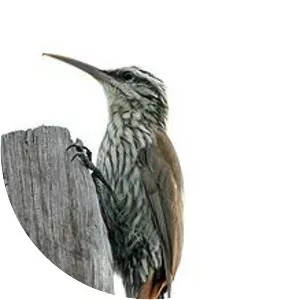 Narrow-billed woodcreeper